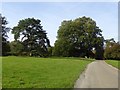 Trees in Parke estate