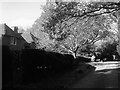 Cut Hedges, Pickwell Lane