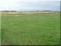 Sheep pasture north of Hindrigg