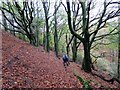 Coed Fawydd / Beech Wood