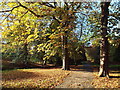 NZ3955 : Autumn in Backhouse Park, Sunderland by Malc McDonald