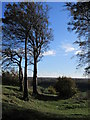 Windswept Trees, Darland Banks