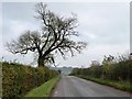 Tree alongside the road to Lilley and Hexton