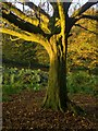 Hornbeam in late October