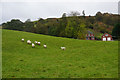 Sheep on a hillside above Pentre