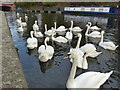 SK5804 : Swans on the Grand Union Canal by Mat Fascione