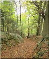 Bridleway, Twinberrow Woods