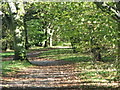 Footpath between the River Dart and the South Devon Railway