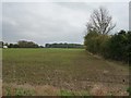 Patterns in an emerging crop near Fielden Court