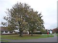 Autumn trees by a postbox and noticeboard