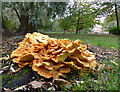 Fungi in Belgrave Hall Gardens