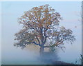 SO8527 : Misty autumnal oak by Jonathan Billinger
