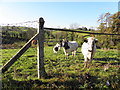 H6953 : Cows, Lisconduff by Kenneth  Allen