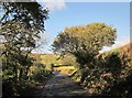 Lane near St Mellion