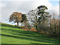 Field and trees near Ring Gate