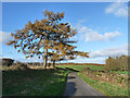 Two larch trees beside the road to Middle Gelt