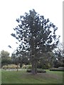 Conifer in Friary Park