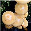 J4078 : Fungi, Glenlyon, Holywood - November 2014(1) by Albert Bridge