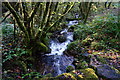 Stream in Greypark Wood