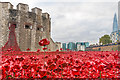 TQ3380 : Tower poppies by Ian Capper