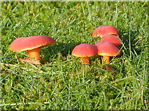 NR8468 : "Waxcap" mushrooms, Tarbert golf course by sylvia duckworth