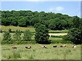 Pasture near Cellan, Ceredigion