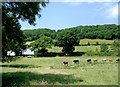 Pasture near Cellan, Ceredigion