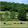 Pasture and woodland north-east of Cellan, Ceredigion