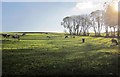 Cattle near Dupath