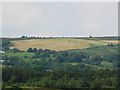 Cattle on a distant hillside