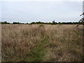 Footpath through a reclaimed meadow