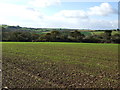 Crop field south of Philleigh