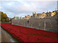 TQ3380 : Poppies at The Tower of London #5 by Richard Humphrey