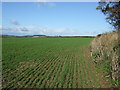 Winter crop field near Treworga