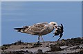 TA0588 : Gull with dead Little auk by Pauline E