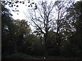 TQ1871 : Dead tree in Ham Common Woods by David Howard