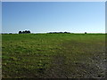 Grazing near Trengrouse farm