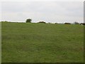 Pasture, Fergushill