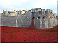 TQ3380 : Poppies at The Tower of London #7 by Richard Humphrey