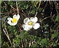 Wild roses by the green lane