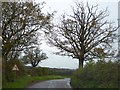 Trees shedding their leaves near Great Velliford