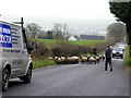 The rush hour at Freughlough