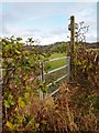 Severn Way Near Cefn-coch