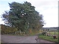 Stand of conifers at the entrance to Ridge Farm