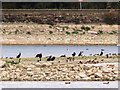 SP9013 : Cormorants on the central bank at Wilstone Reservoir, near Tring by Chris Reynolds