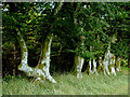 SN6051 : Beech trees east of Castell Goetre, Ceredigion by Roger  D Kidd