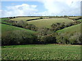 Grazing off Polperro Road (A387)