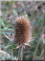 Teasel (Dipsacus) in Gernon Bushes