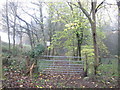 Track into the woods near Pilley Bridge