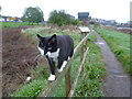 A cat on the Saxon Shore Way